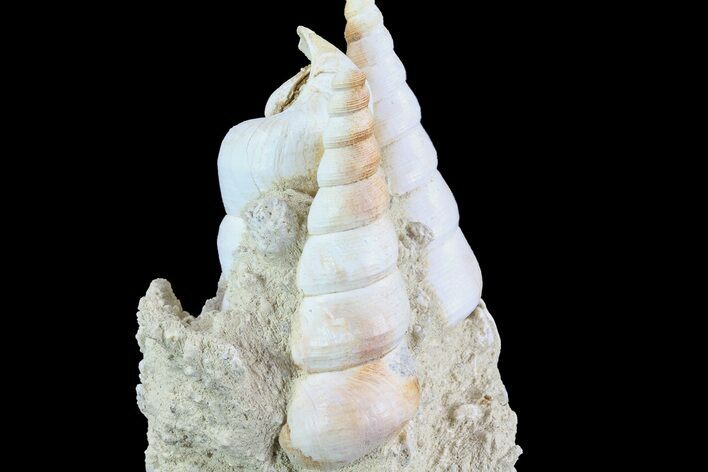 Fossil Gastropod (Haustator) Cluster - Damery, France #74516